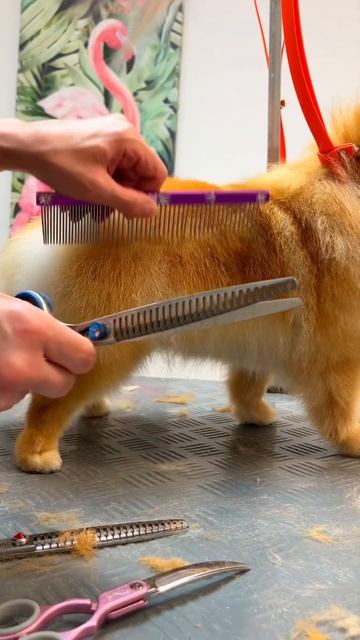 💥 Хочешь Такой Персик? 🍑 Шикарный Померанский Шпиц на груминге 🐶