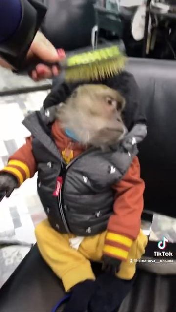 Роха наводит красоту