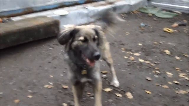 Лучший день || Наши волонтерские субботы ДОГПОРТ