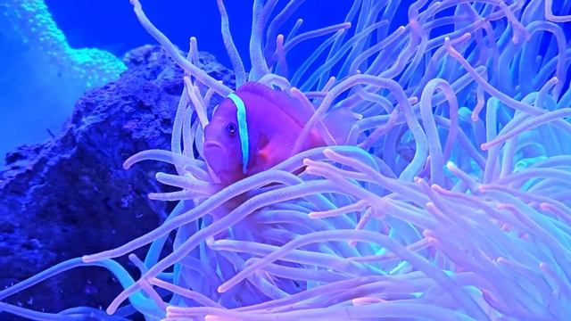 Семейная прогулка в иерусалимский аквариум. Март 2024.