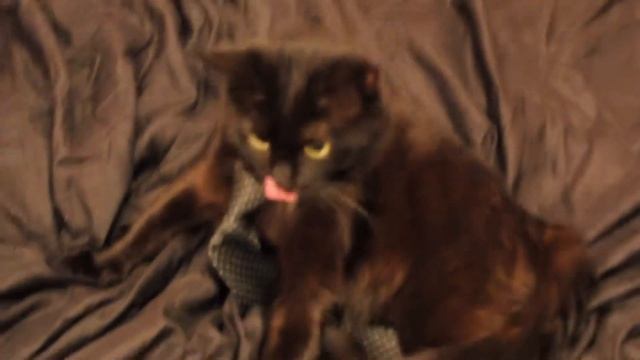 Мой кот любит хип хоп