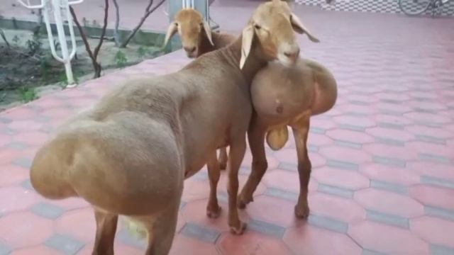 Элита Едилбай кошкарлар ☎️ 90 222 81 92