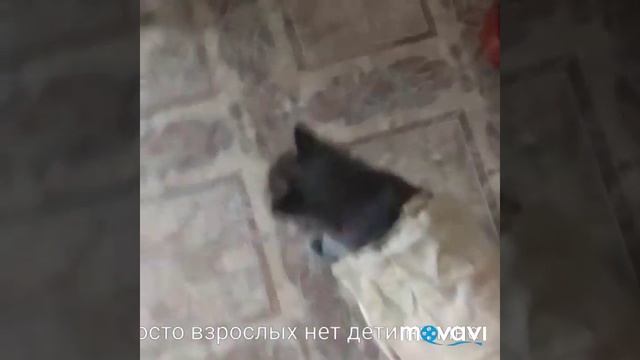 приколы с любимые питомцы