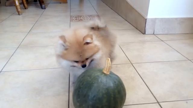 Шпиц Марселина