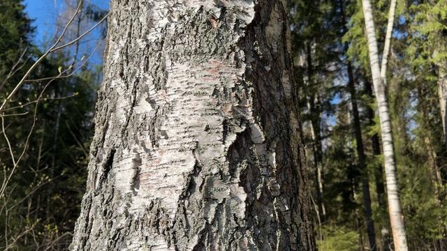 F2cacc4c566db9786df1cc710feb5bdb