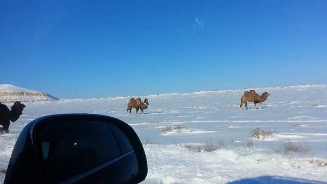 ШЕРҚАЛА АҚТАУ