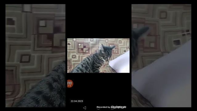 Кот снежок (мой кот) против котенка степы (Котенок Григи Меги)