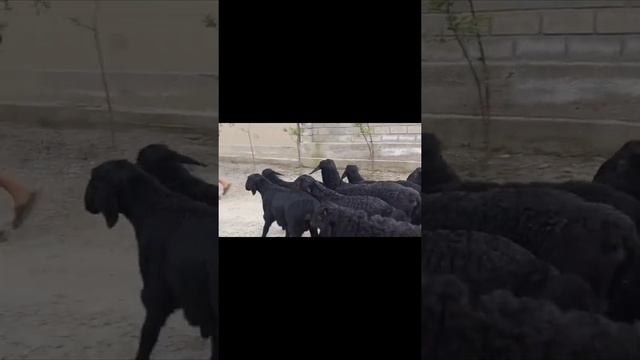 Козы кошкар Гиссарский порода ☎️ 906105020 ☎️ +998999787474