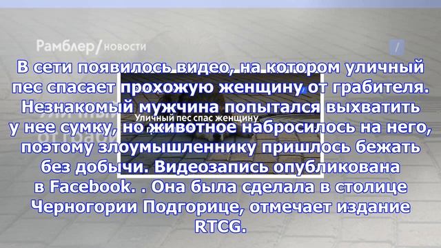 Уличный пес спас женщину от грабителя
