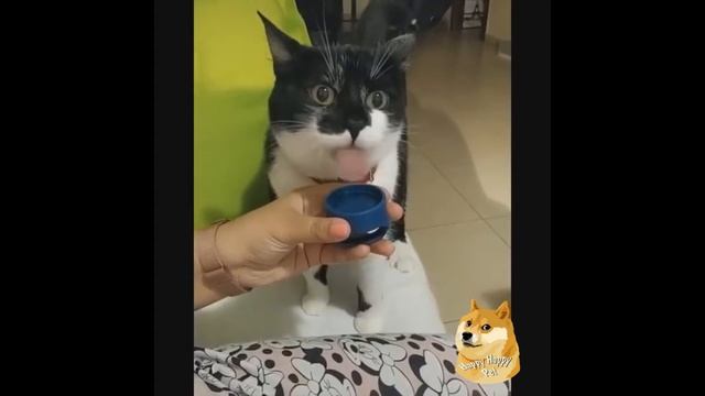КОТЫ 2021 СМЕШНЫЕ КОШКИ И ЖИВОТНЫЕ Приколы С Кошками и Собаками Funny Cats / Funny Dogs