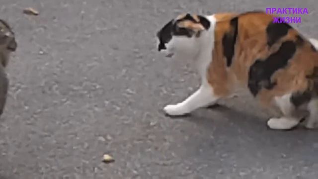 БИТВА КОШЕК.  КОШКИ ДЕЛЯТ КОРМУШКУ.