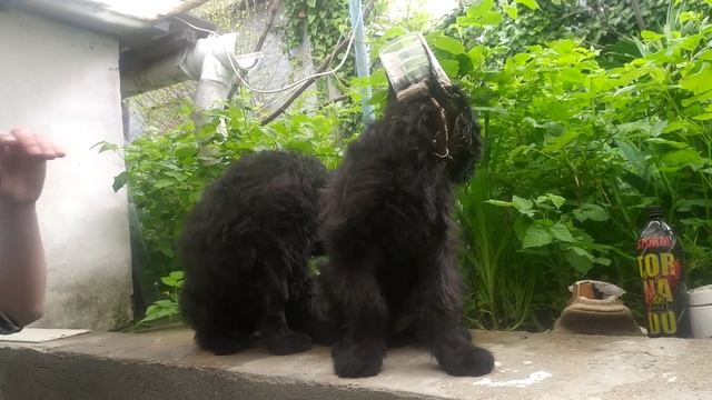 Однопометники. Роман-Кош Хорал Чатыр-Даг с сестрой Хьюго Баскервиль. 30.04.24. Севастополь