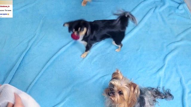 Как научить собаку трюку 