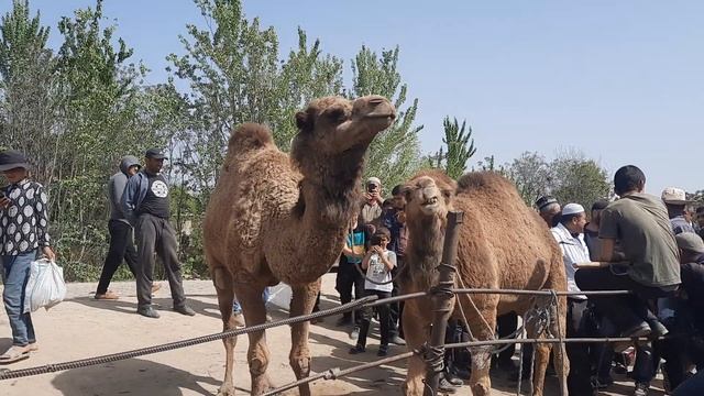 гов мол бозори н чайхун