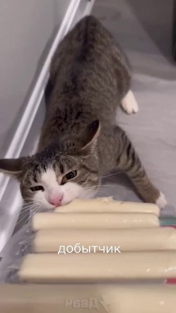 кот-добытчик