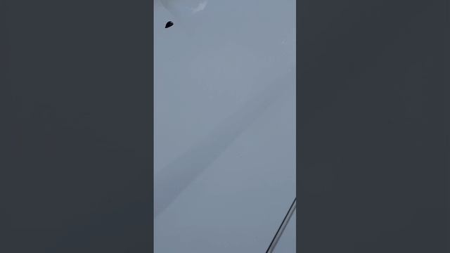 Котики шмотики