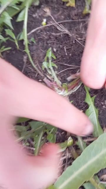 Мы нашли клей в одуванчиках