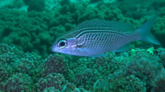 Дайвинг в Омане 4К