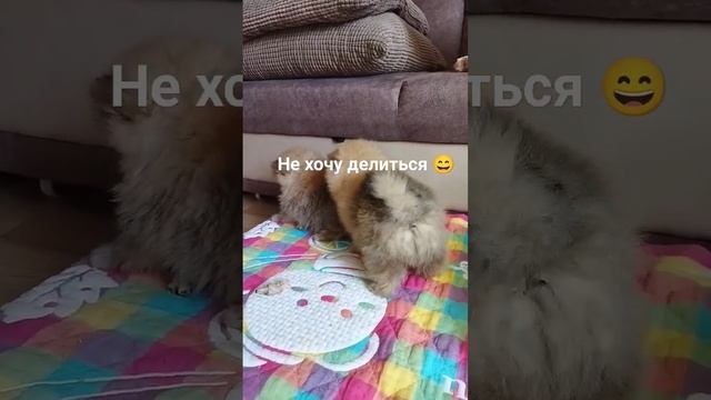 Любовь-любовью, но кушать хочется 😄 #животные, #шпицы, #видеоссобаками