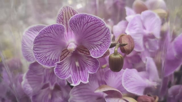 Орхидея Фаленопсис Phalaenopsis Manta Romblon. Биг лип