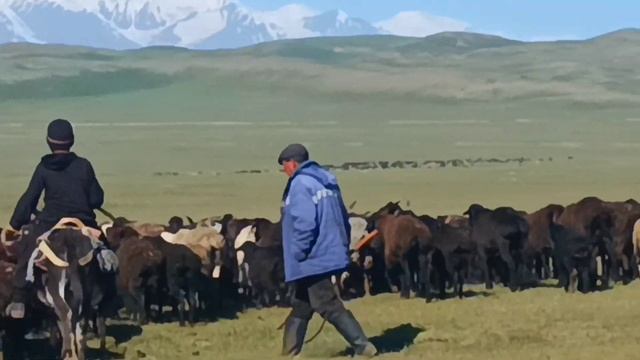 Кара киндик Ак киндик Айлама Талдык ашуусу көрүңүз#БолотбекСыдык