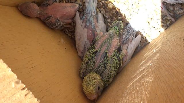 Baby Budgies/Parakeets(Kami And Pepper)(Волнистых попугаев)