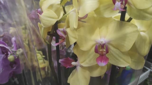 Орхидеи Phalaenopsis Limelight