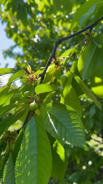 Обработки в черешневом саду