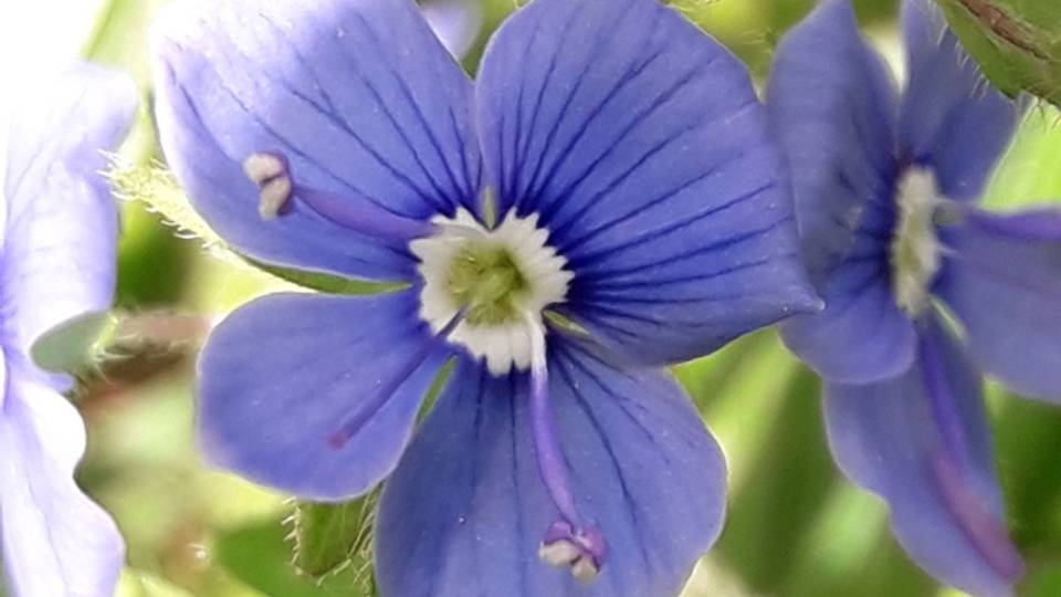 213. Вероника дубравная - Veronica Chamaedrys