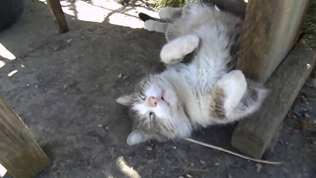 2fdf243f4a702f13bf32b961c0d86f04