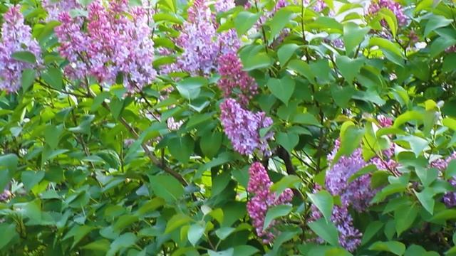 Firudin Tovuzludan **teki Sen Sele Meni Super Ifa*