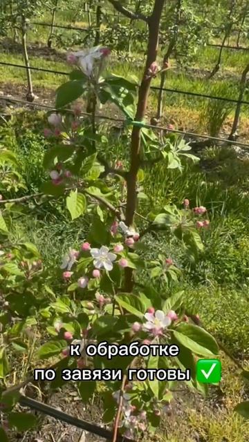 Выезд на кавказские сады