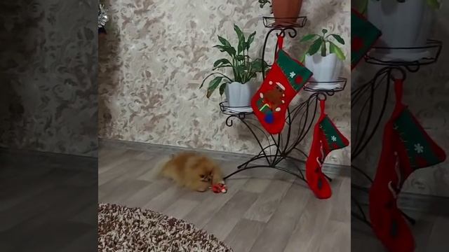 Мой любимый шпиц