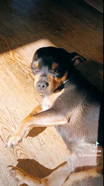 наша собака милка чихуахуа