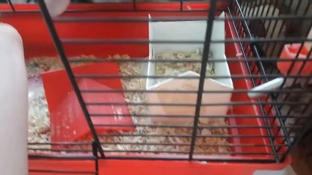 Смешные хомячки!😃(Кетанд и Филипин)