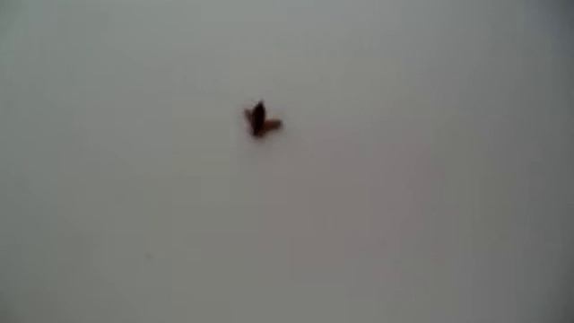 Брэйкданс жука