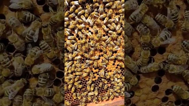 2 королевы на одном троне!!!