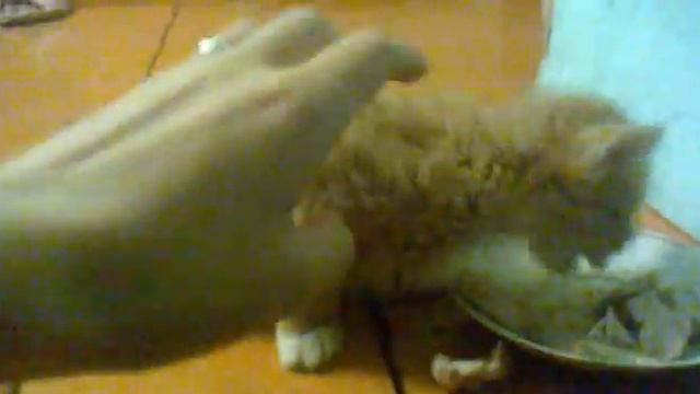 рыжее чудо