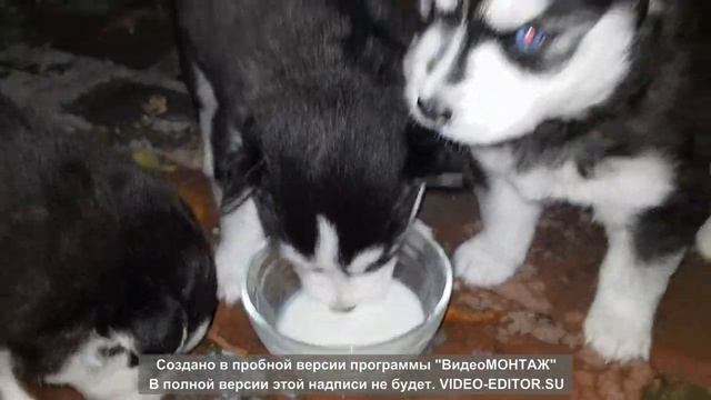 щенки