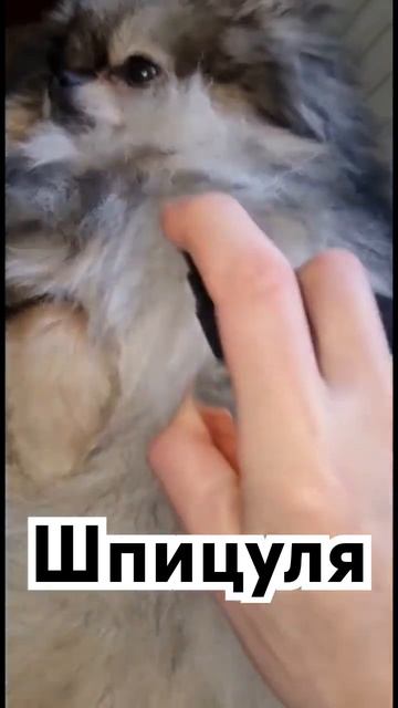 Шпиц на отдыхе#маленькиесобачки #шпиц #dogs#shpitz