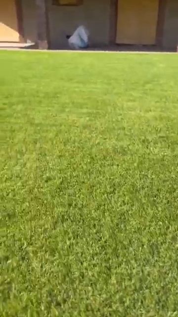 Цікаві факти про газон #Газон, #ДоглядЗаГазоном#BeforeAfter,