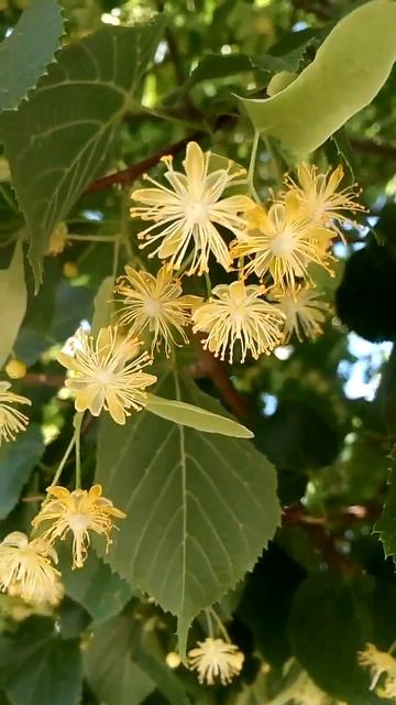 Интересные красивые душистые цветы липы летом Interesting B