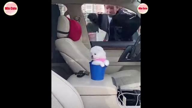 Забавный и милый шпиц #1