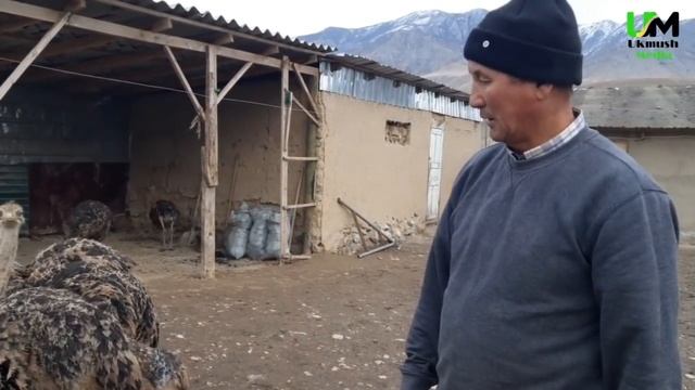 ИШКЕР БАКЫТ АКЕ ТӨӨ КУШТУ/КЫРГЫЗСТАНДА КАНДАЙ БАГЫП ЖАТАТ