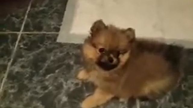 шпиц малышка