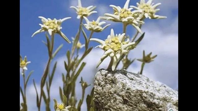 Знакомьтесь, это я   ЭДЕЛЬВЕЙС...