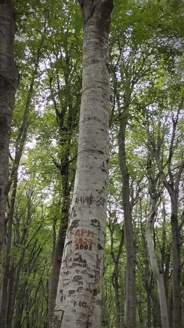 #shorts #бештау #дерево