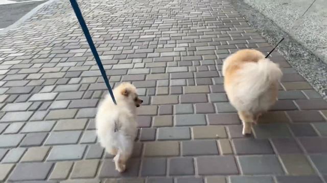 ЖОПЫ ВЕЧЕРНАЯЯ ПРОГУЛКА #funnyvideos #ukraine #animals #померанскийщпиц #выходные  #померанскийшпиц