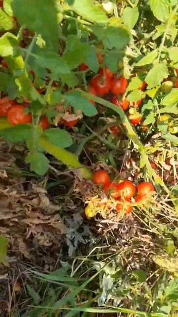 10.09.24г. Томаты в открытом грунте.