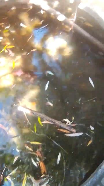 хотели снять видео и нашли ужа в пруду😱